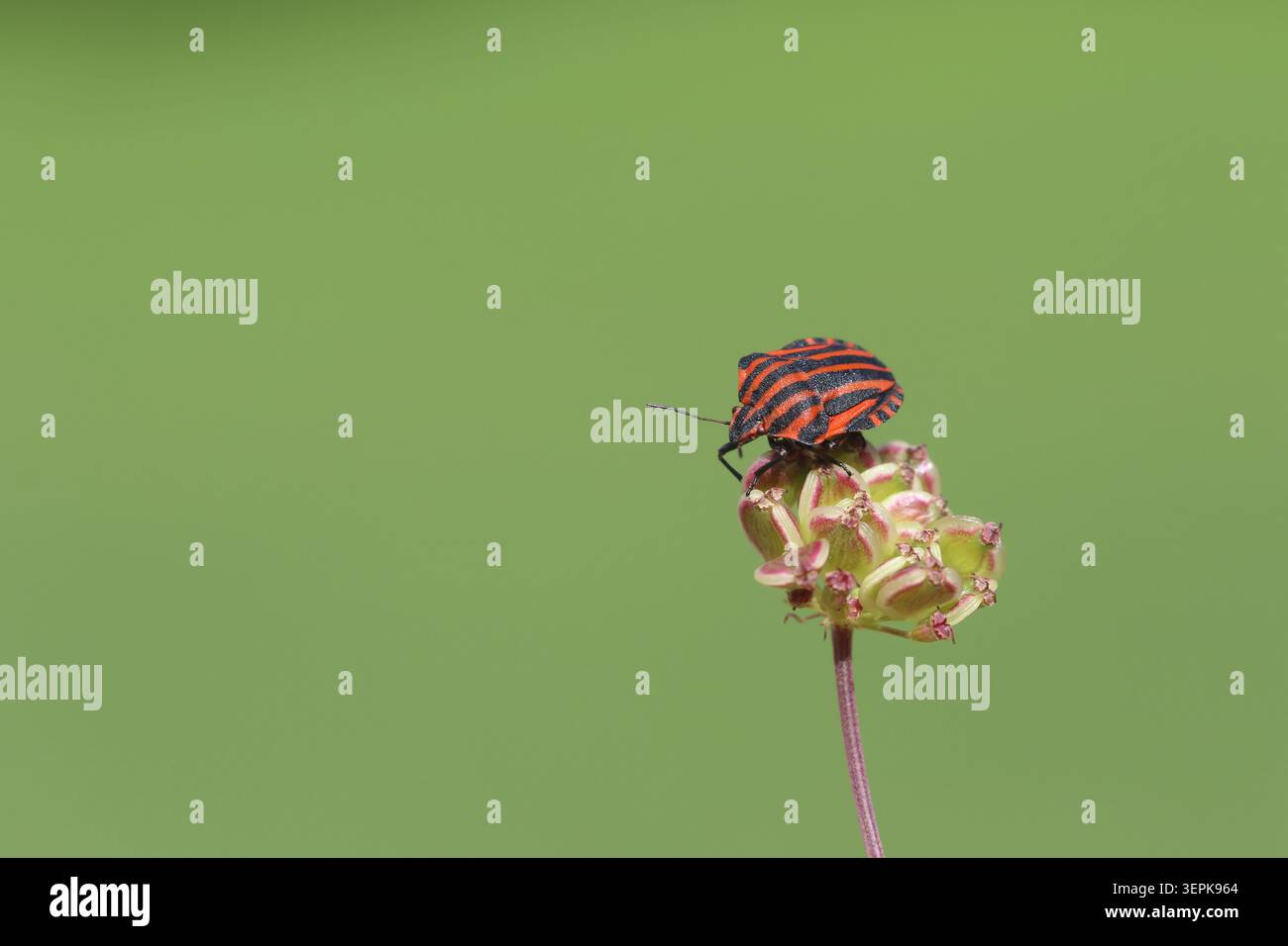 Insetto schermato a strisce rosse e nere (Graphosoma italicum) appoggiato su una testa di fiori secchi Foto Stock