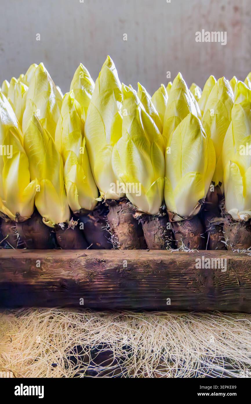 Crescita professionale di indivia belga / cicoria su gusci di legno Foto Stock