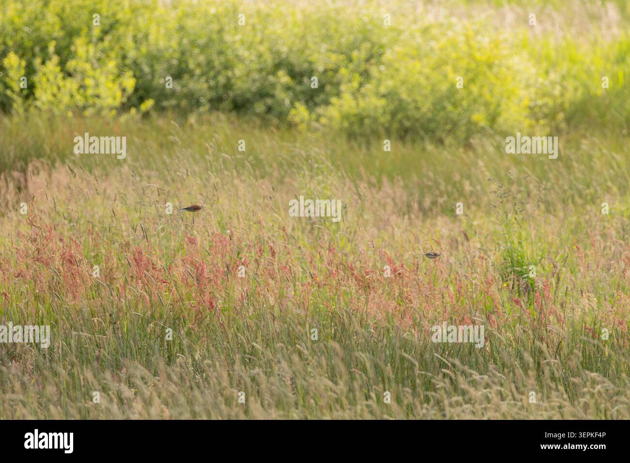 Due piccoli uccelli che volano in basso su erba alta in un prato di brughiera selvatico, attraversando la vegetazione naturale delle zone umide in un habitat di acqua dolce. Foto Stock