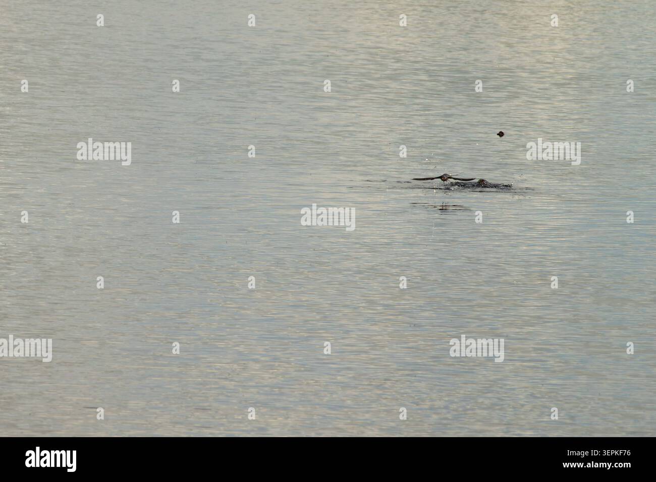 Deglutizione che vola in basso sopra un tranquillo laghetto d'acqua dolce in una brughiera selvaggia paludosa, screpolando la superficie dell'acqua mentre cacciano insetti in habitat naturale. Foto Stock