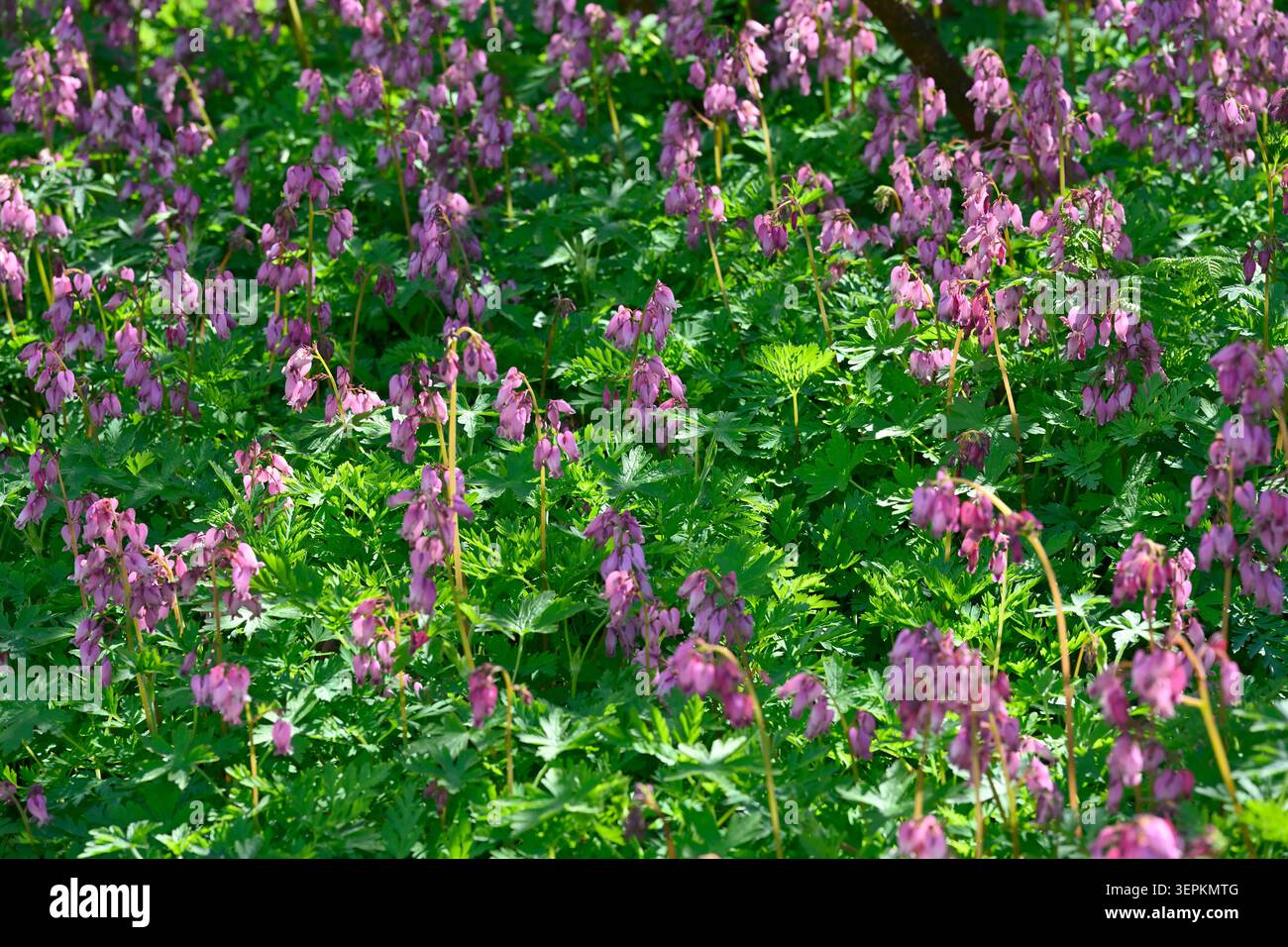 Fiori rosa di inizio estate di cuore sanguinante comune, Dicentra formosa cresce nel giardino britannico maggio Foto Stock