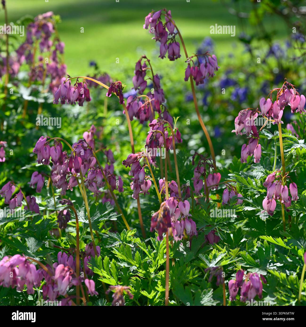 Fiori rosa di inizio estate di cuore sanguinante comune, Dicentra formosa cresce nel giardino britannico maggio Foto Stock