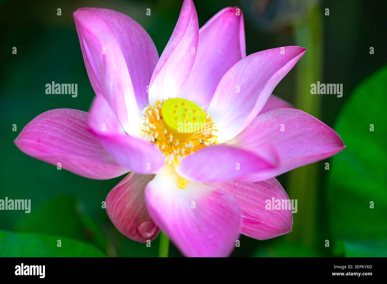 Un vivace fiore di loto rosa con ampi petali aperti che rivelano un centro giallo-verde, adagiato su un lussureggiante sfondo verde, che mette in risalto la bellezza naturale e Foto Stock