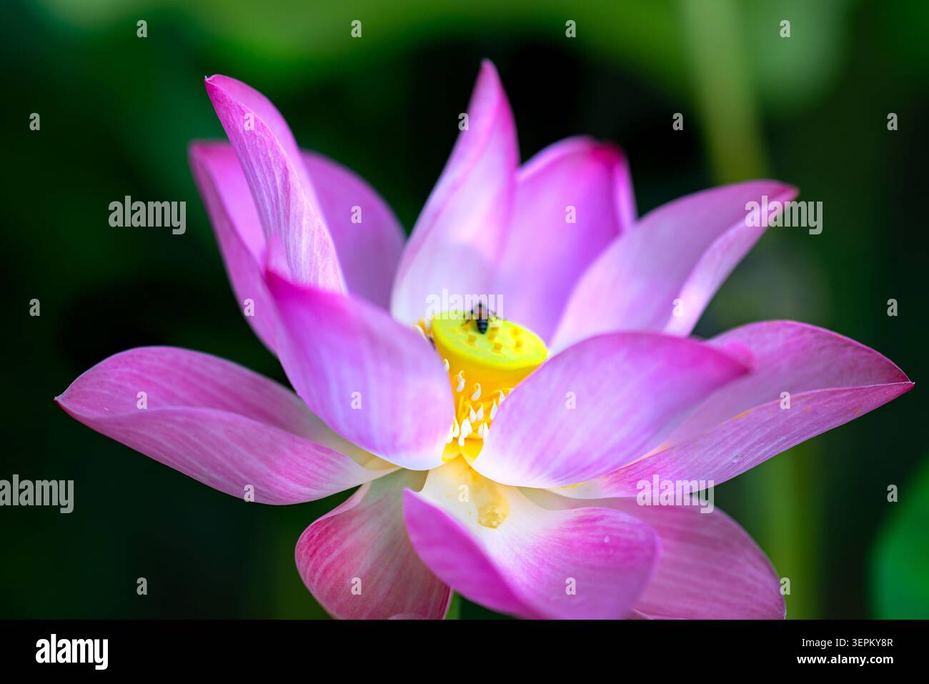 Un vivace fiore di loto rosa in piena fioritura con un nettare di api che raccoglie, circondato da foglie verdi lussureggianti, che mostrano bellezza e impollinazione in natura. Foto Stock