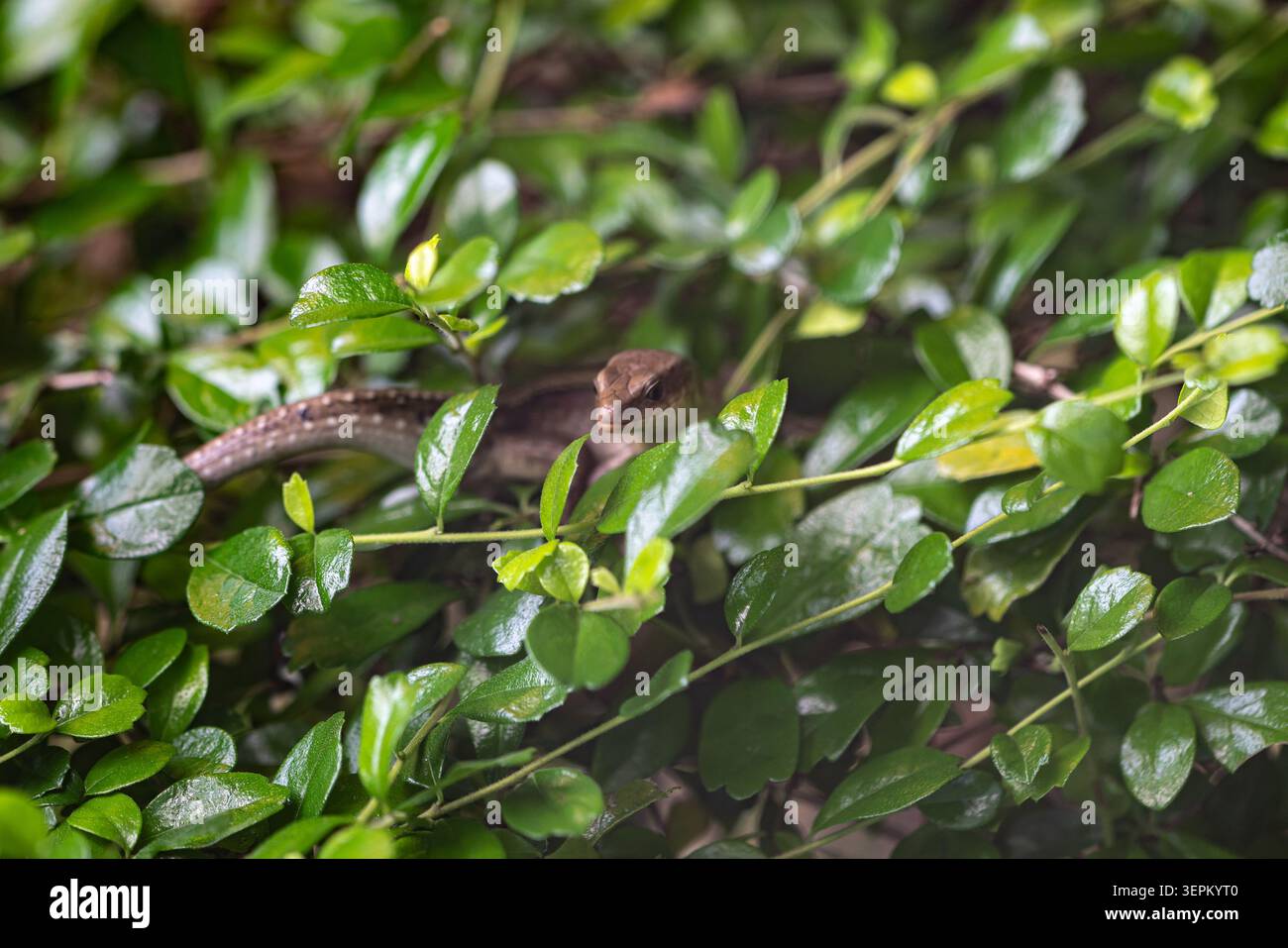 Un piccolo serpente si fonde perfettamente nel verde lussureggiante, mostrando un mimetismo naturale in un ambiente esterno denso, mettendo in risalto la sopravvivenza della fauna selvatica Foto Stock
