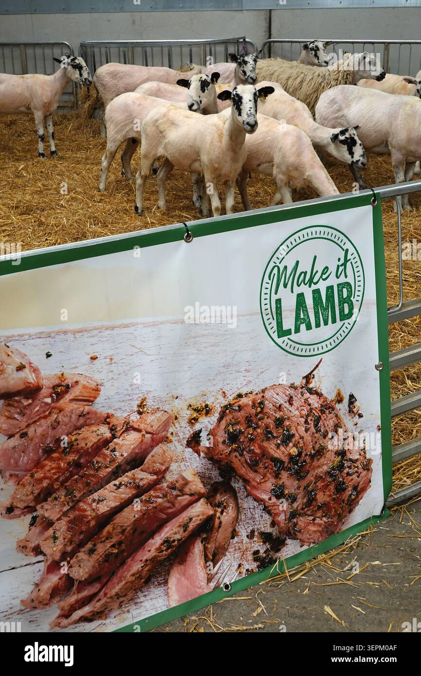Tagliare le pecore in penna con un poster di agnello cotto in primo piano, Berkshire, Regno Unito Foto Stock