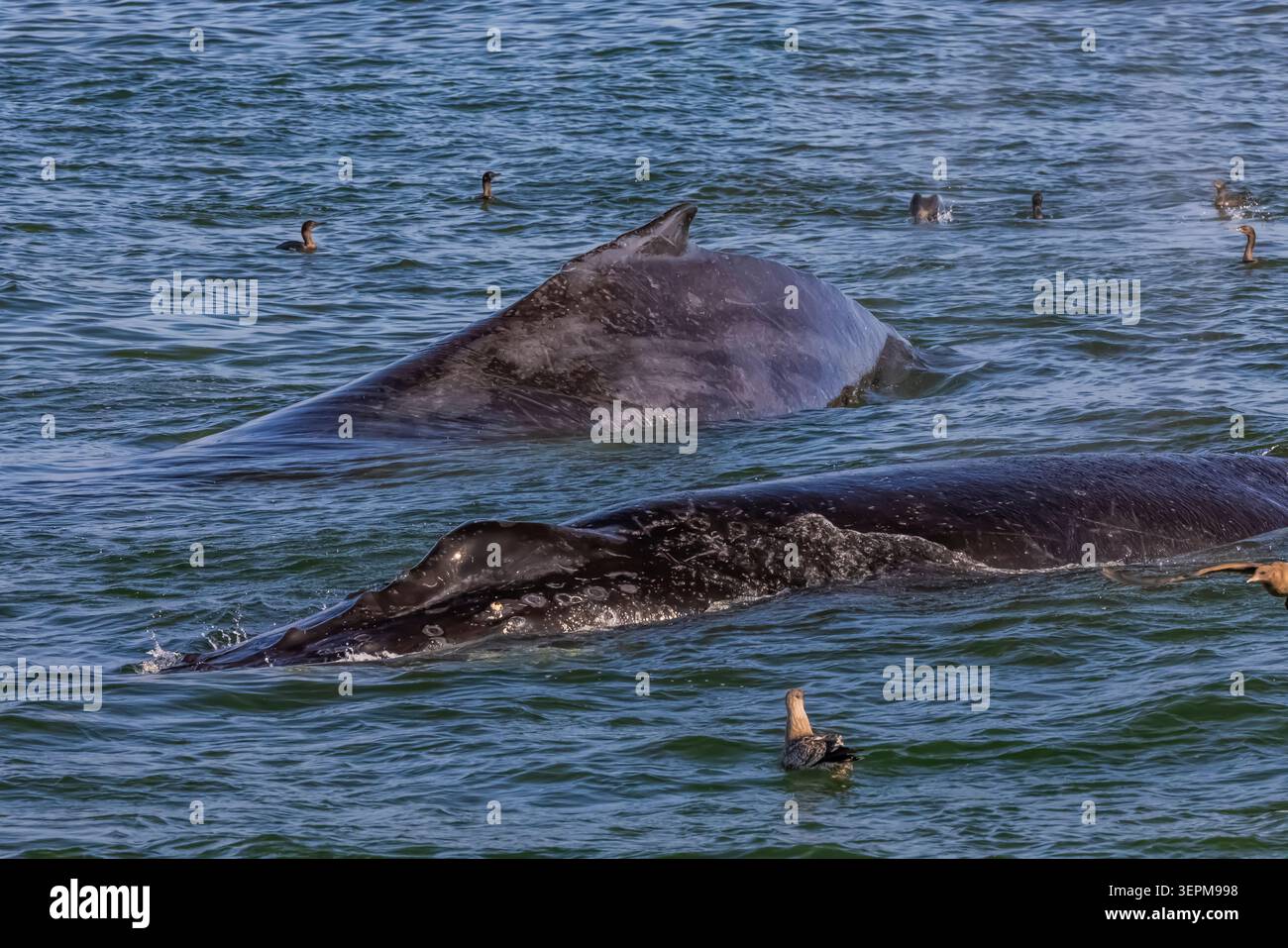 Megattere, Megaptera novaeangliae, surfacing 6nazione di leoni marini della California a Monterey Bay, California, USA Foto Stock