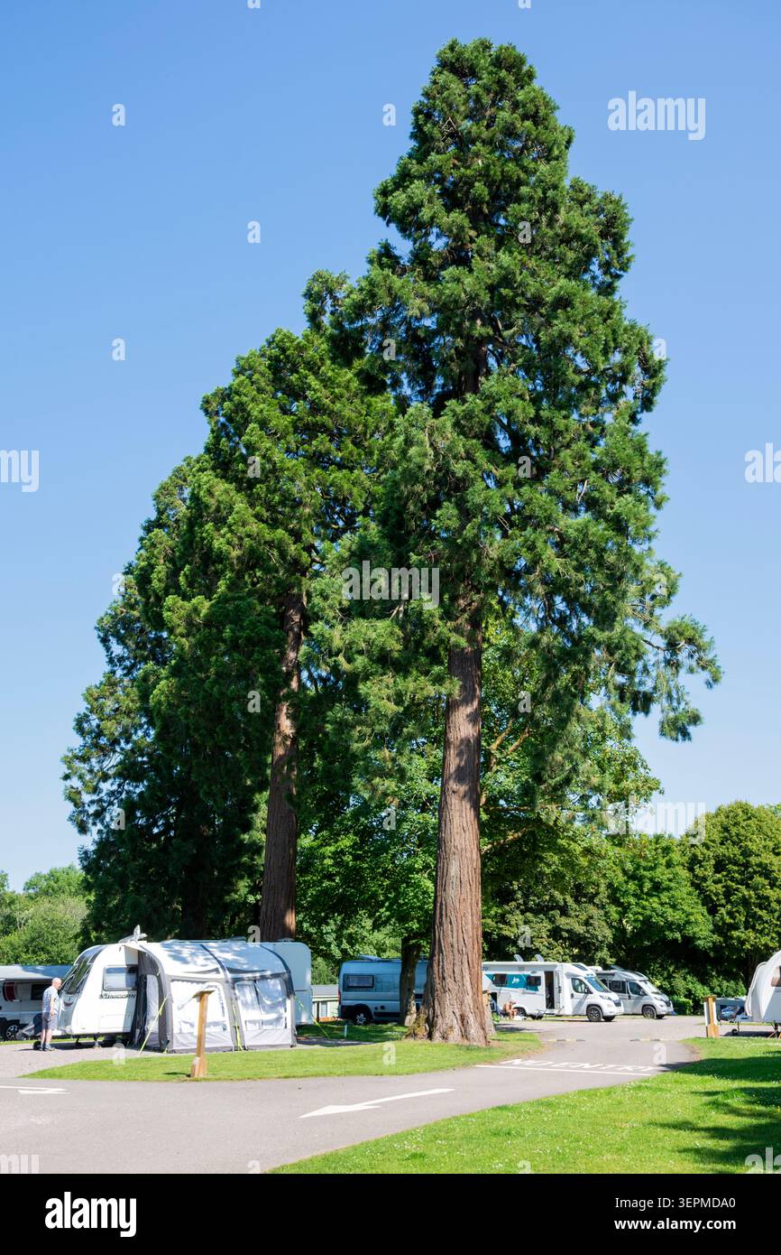 Sequoia gigante (Sequoiadendron giganteum) nel campeggio di Tredegar House Country Park, Newport, Galles del Sud, Regno Unito Foto Stock