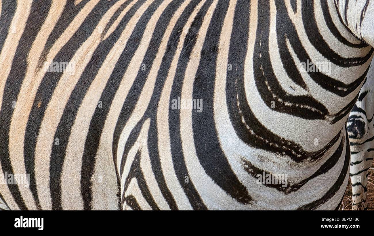 Primo piano dettagliato della pelliccia a righe bianche e nere di una zebra, che mostra la texture e il contrasto dell'esclusivo cappotto dell'animale in luce naturale. Foto Stock
