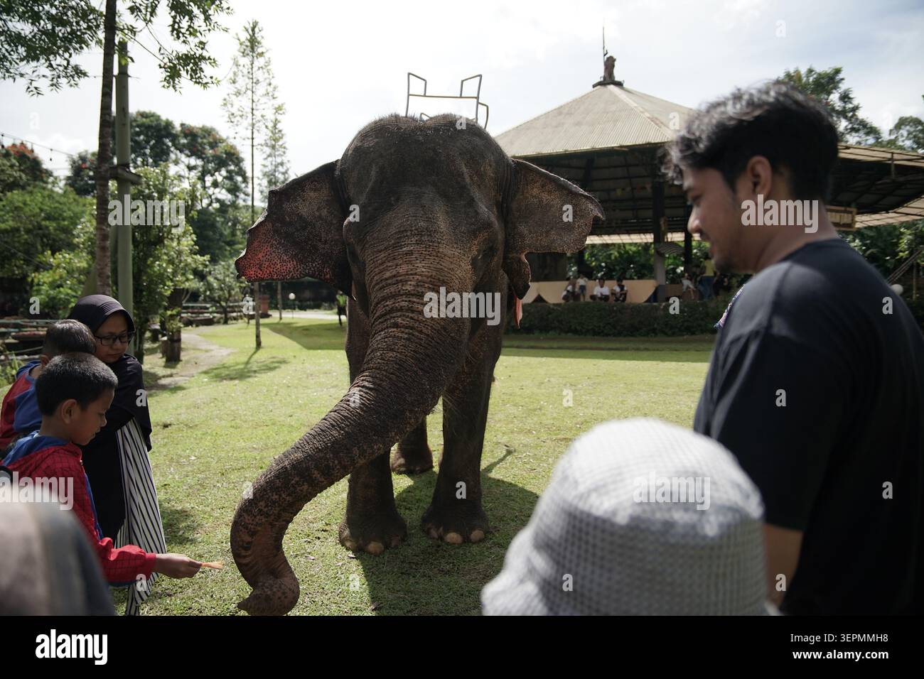una famiglia che osserva e dà da mangiare a un bellissimo elefante domato con una carrozza a cavallo sulla schiena in un'attrazione turistica tropicale Foto Stock