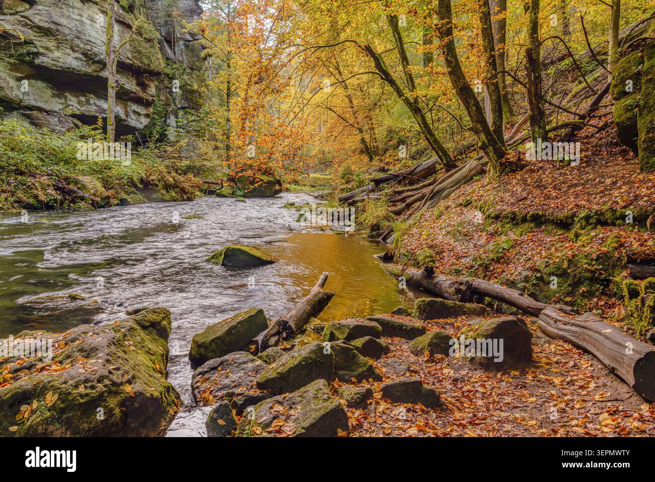 Gola selvaggia (Divoká soutěska) nel Parco nazionale della Svizzera boema, Repubblica Ceca, con scogliere di arenaria e paesaggi forestali in autunno. Foto Stock