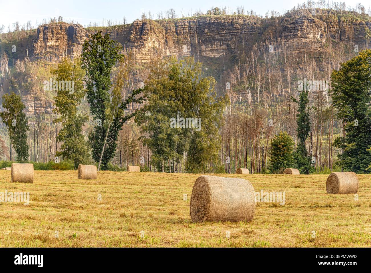 Paesaggio panoramico nel Parco Nazionale della Svizzera boema, Repubblica Ceca, con scogliere di arenaria, foresta in recupero e suggestivo paesaggio naturale. Foto Stock