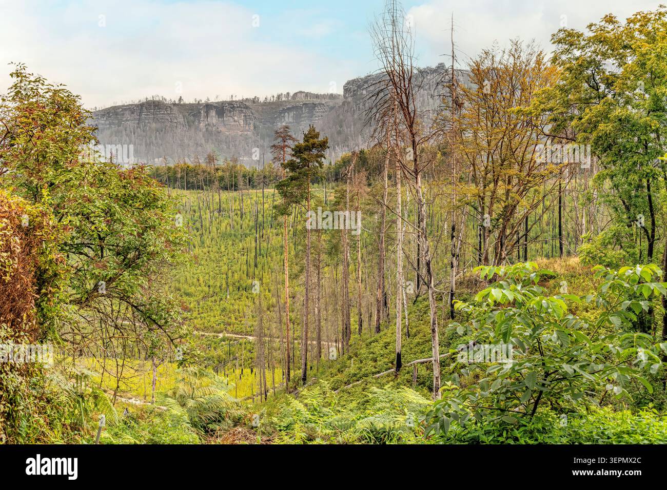 Paesaggio panoramico nel Parco Nazionale della Svizzera boema, Repubblica Ceca, con scogliere di arenaria, foresta in recupero e suggestivo paesaggio naturale. Foto Stock