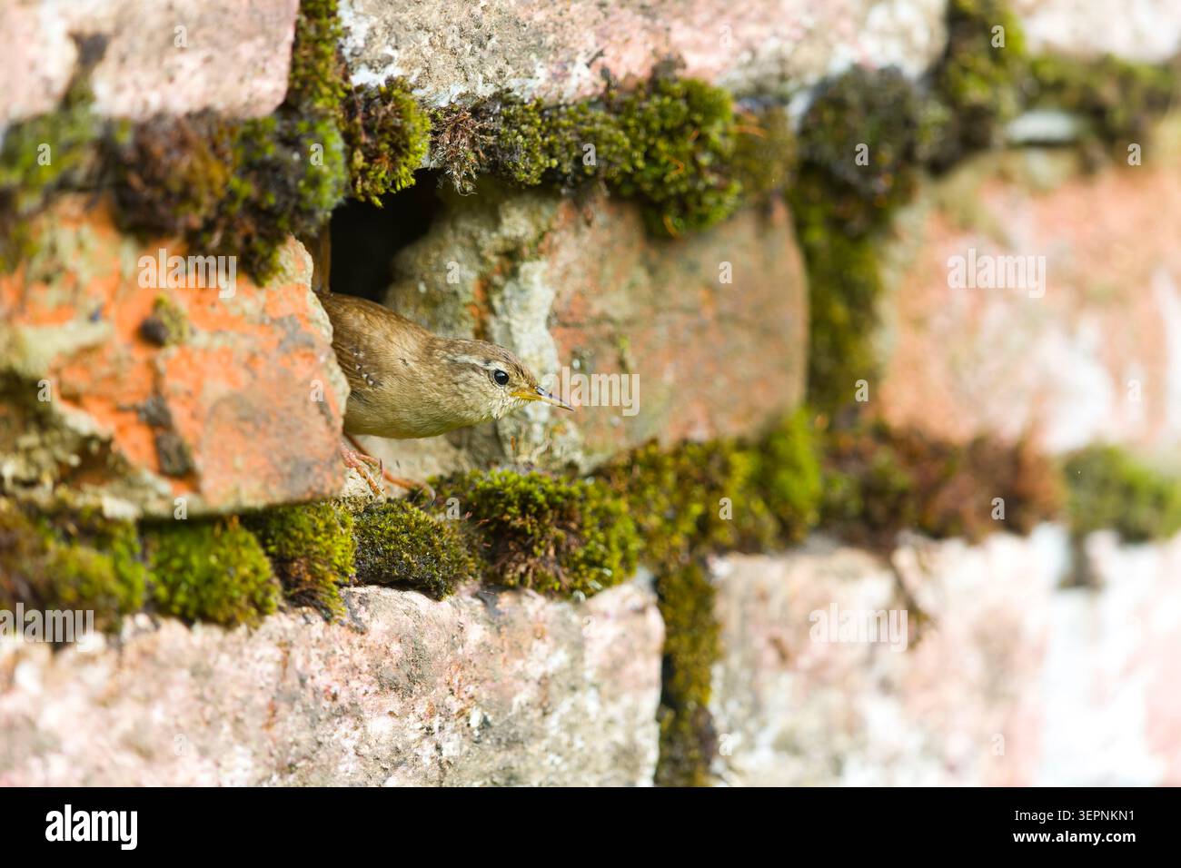 trogloditi eurasiatici wren Troglodytes, adulto arroccato a nido in buco nel muro, Suffolk, Inghilterra, giugno Foto Stock