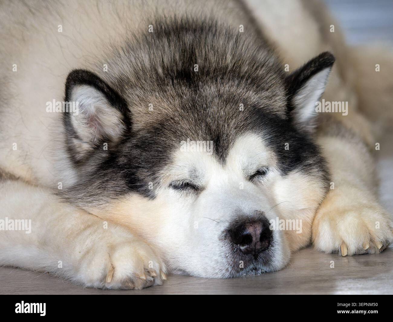 Il soffice Malamute dell'Alaska riposa tranquillamente. Gli occhi si chiudono delicatamente, affrontano sereni e calmi. Zampe unite e museruola leggermente girate. Caldo invernale accogliente Foto Stock