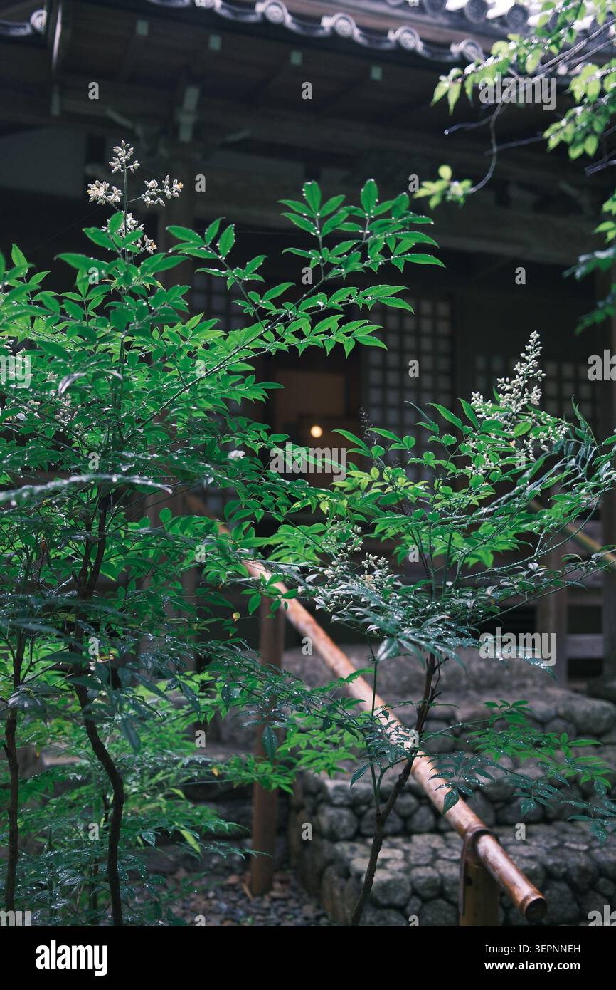 Meigetsuin dopo la pioggia Foto Stock