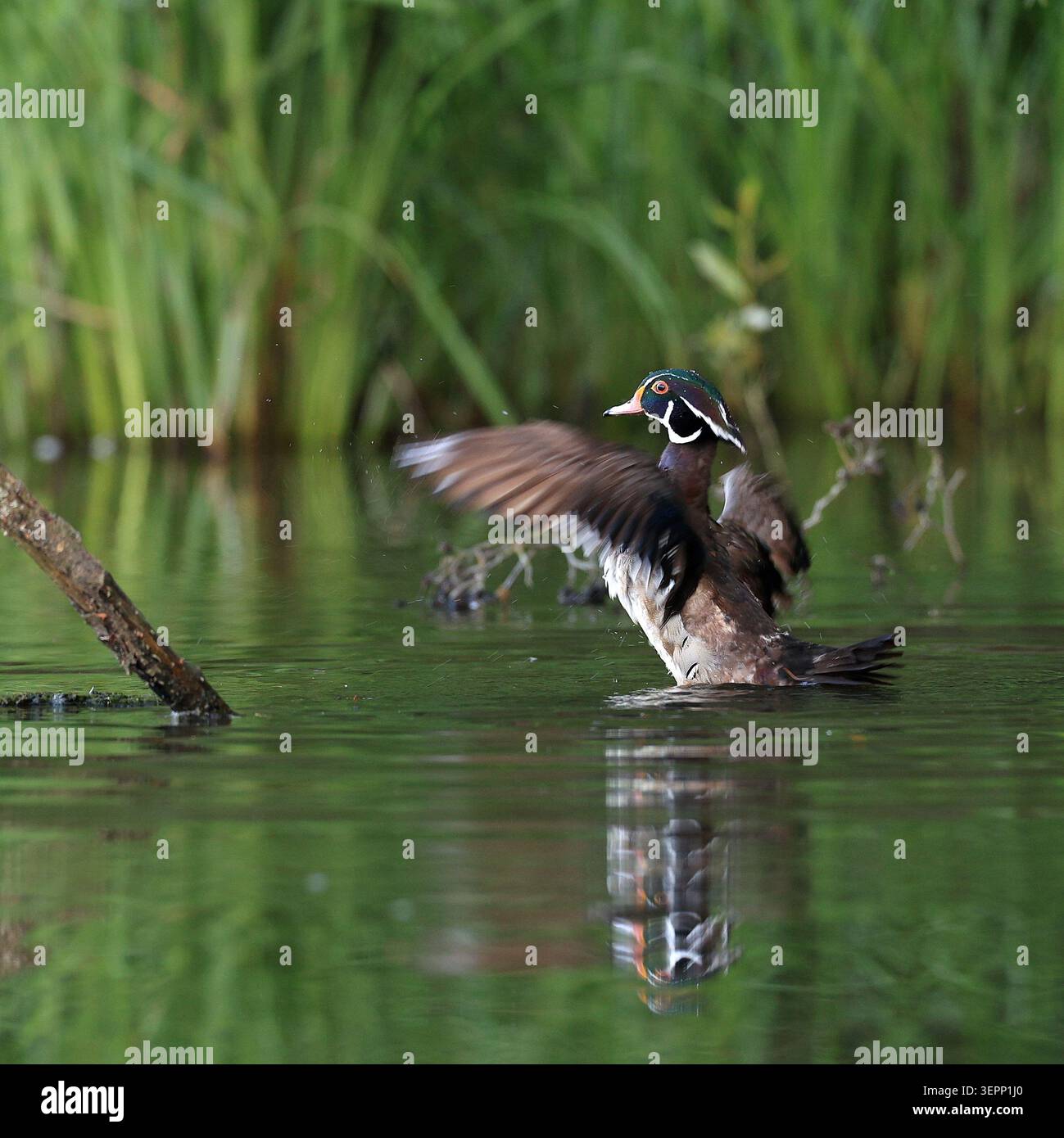 Un anatroccolo reale che si allunga sulla superficie dell'acqua limpida Foto Stock