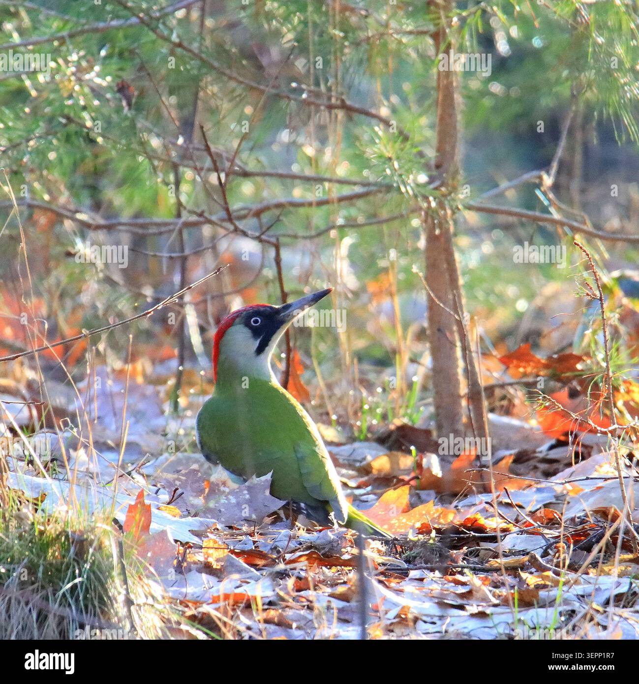 Pittima verde alla ricerca di cibo in una foresta rada Foto Stock