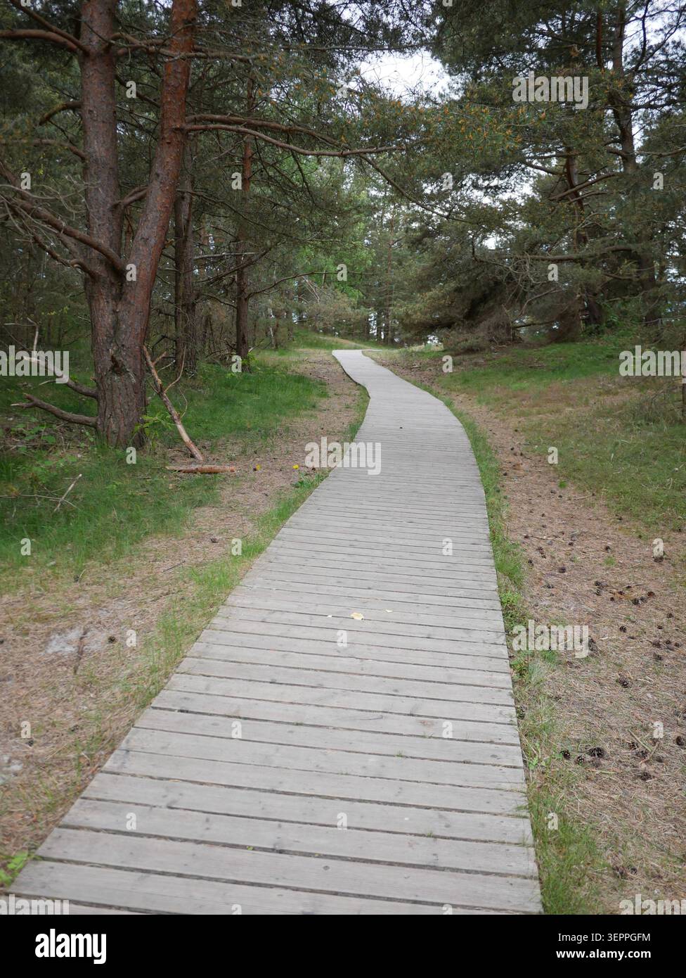 Passerella curva in legno che si snoda attraverso la foresta Foto Stock