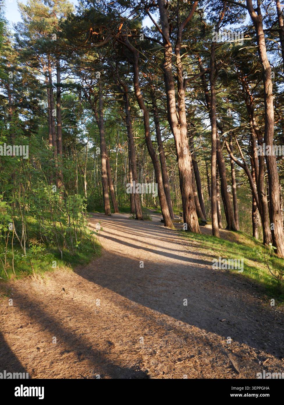 Sentiero forestale con lunghe ombre nel bosco di pini Foto Stock