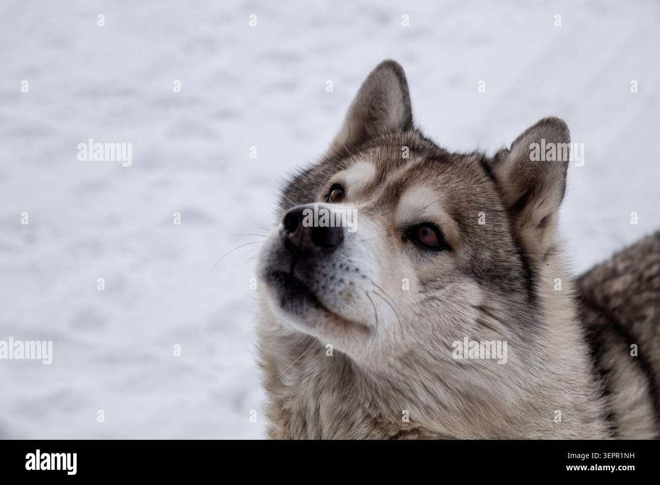 Faccia del cane da slitta Husky, sfondo neve Foto Stock