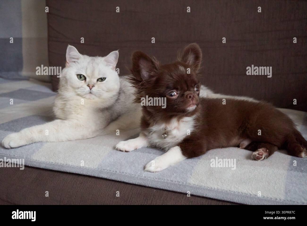Adorabile gatto e giocoso cane che si rilassano insieme su un comodo divano in un ambiente domestico Foto Stock