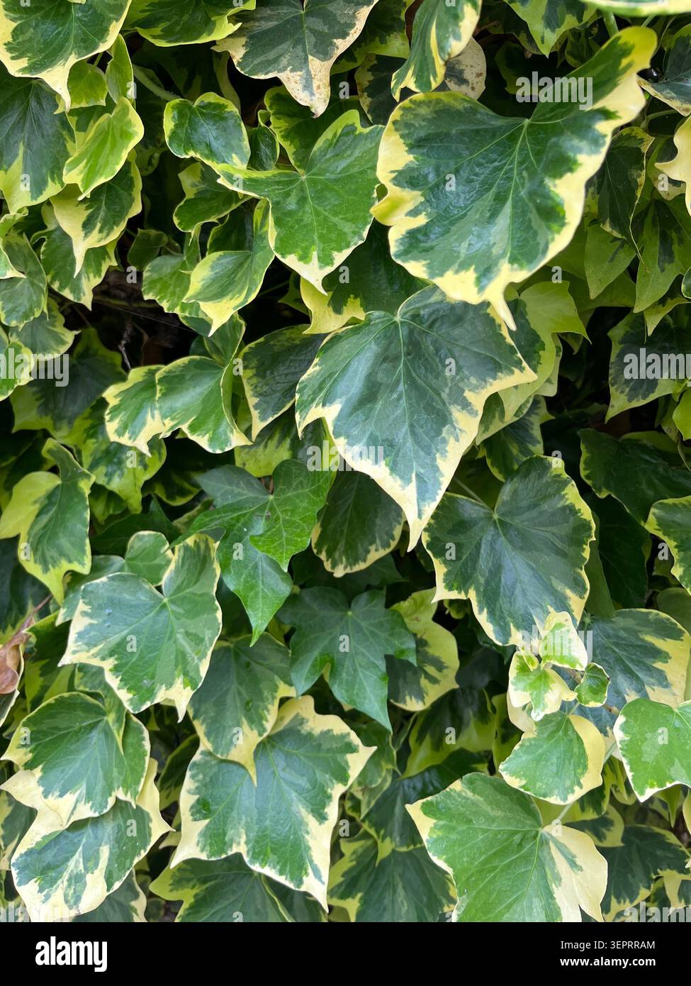 Un denso gruppo di foglie d'edera variegate con vivaci centri verdi e bordi gialli cremosi, creando un sorprendente motivo naturale. Foto Stock