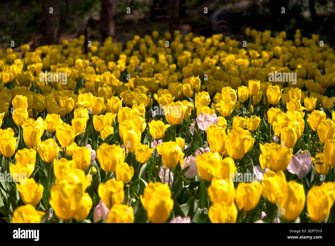 Tulipani primaverili in piena fioritura con espressioni di giallo e verde, creando una suggestiva scena di nuova vita e esplosioni di colore. Profondità creativa Foto Stock
