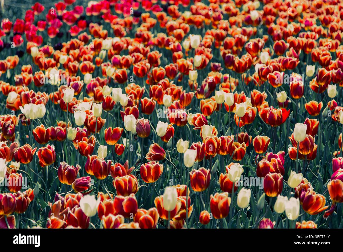 Tulipani primaverili in piena fioritura con espressioni di fiori rossi e bianchi cremisi. Profondità di campo creativa utilizzata per creare atmosfera e concentrarsi sulle fioriture. Foto Stock