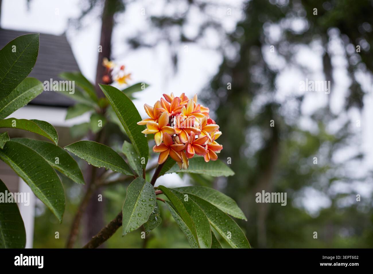 Le bellissime piante Plumeria che crescono in tessuto crescono vasi. Foto Stock