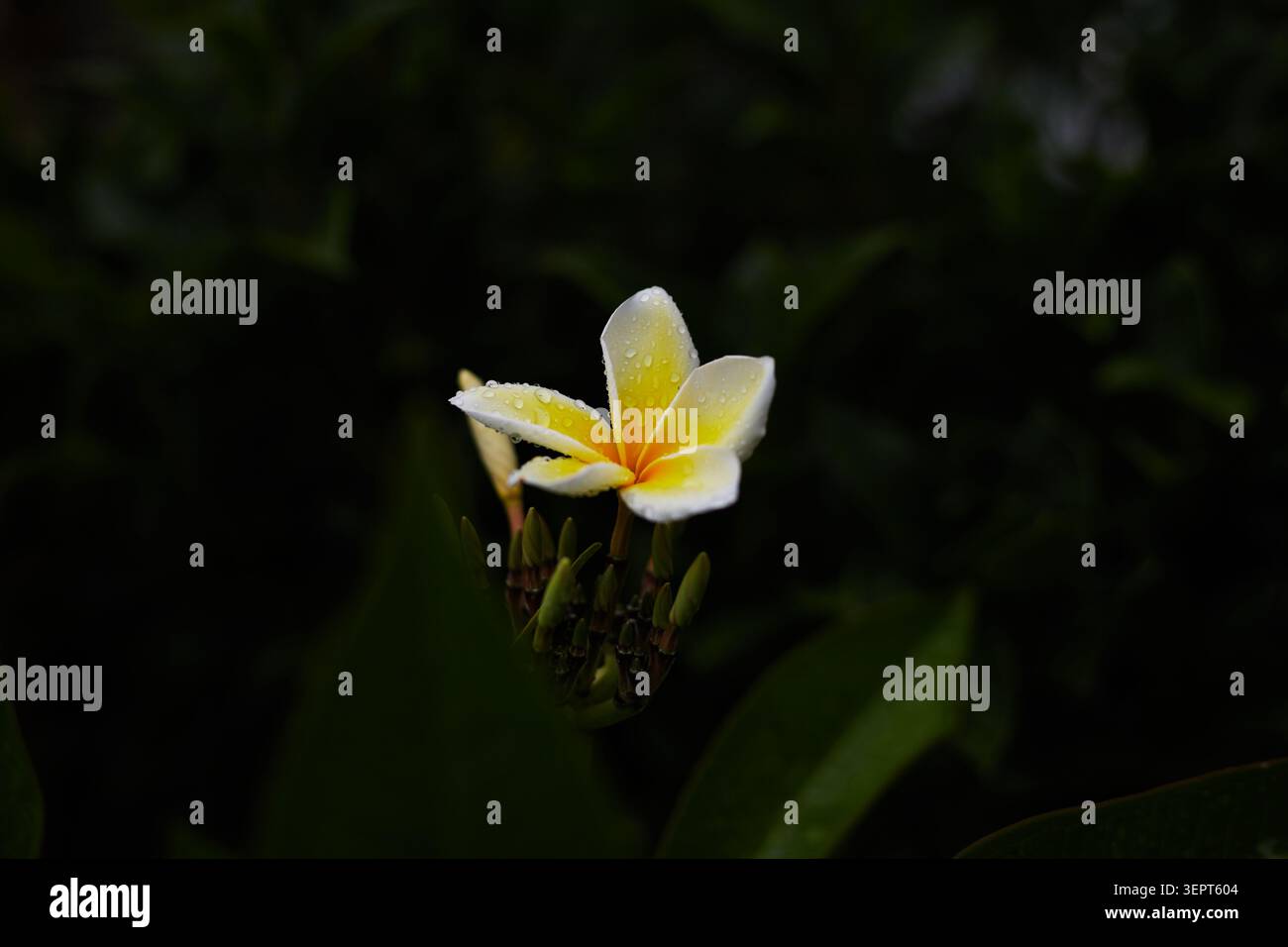 Le bellissime piante Plumeria che crescono in tessuto crescono vasi. Foto Stock