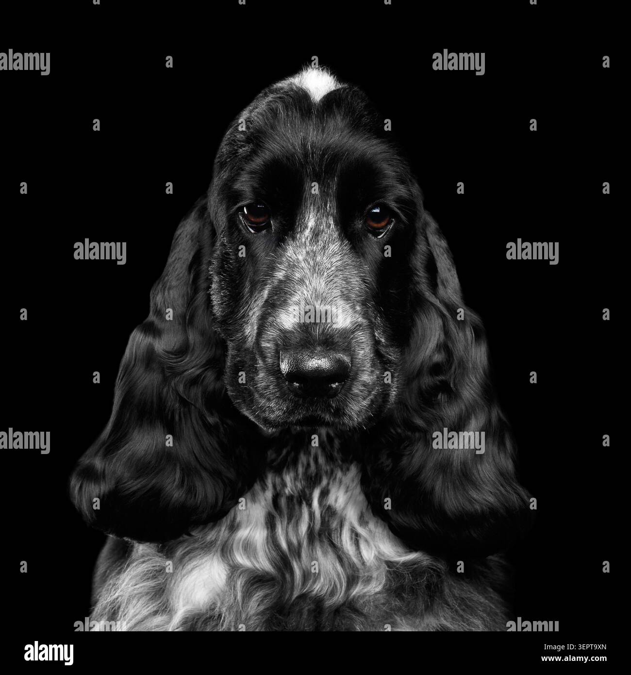 Ritratto ravvicinato del cane di razza inglese cocker spaniel, colore bianco e nero, peccato guardare in telecamera su sfondo nero isolato, vista frontale Foto Stock