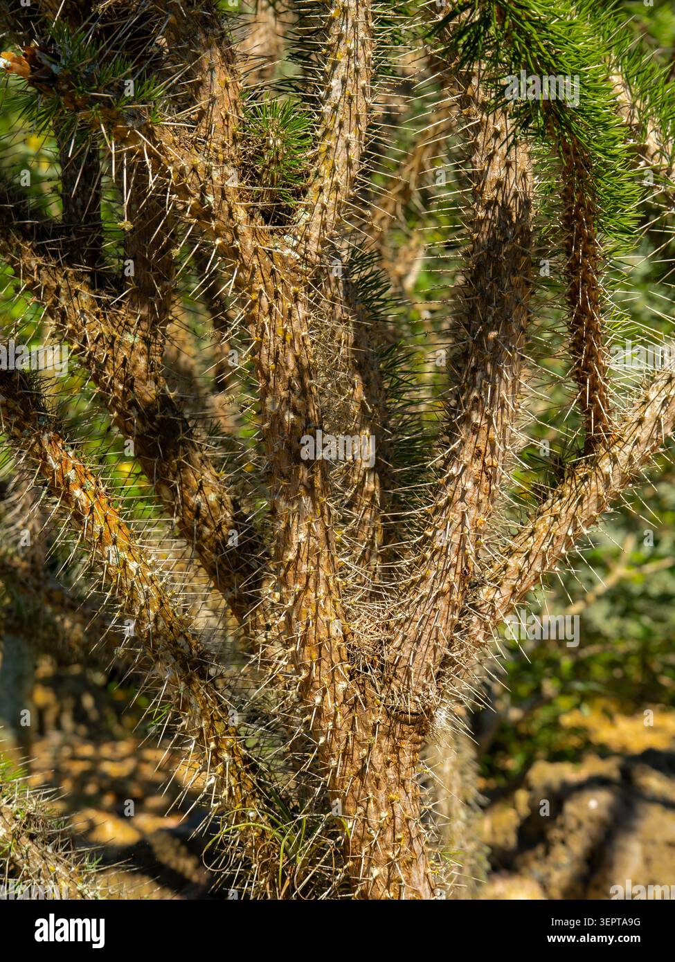 Lo spesso tronco legnoso dell'esotica pianta di Alluaudia procera madagascar ocotillo presenta spine appuntite e protettive nel giardino botanico. Foto Stock