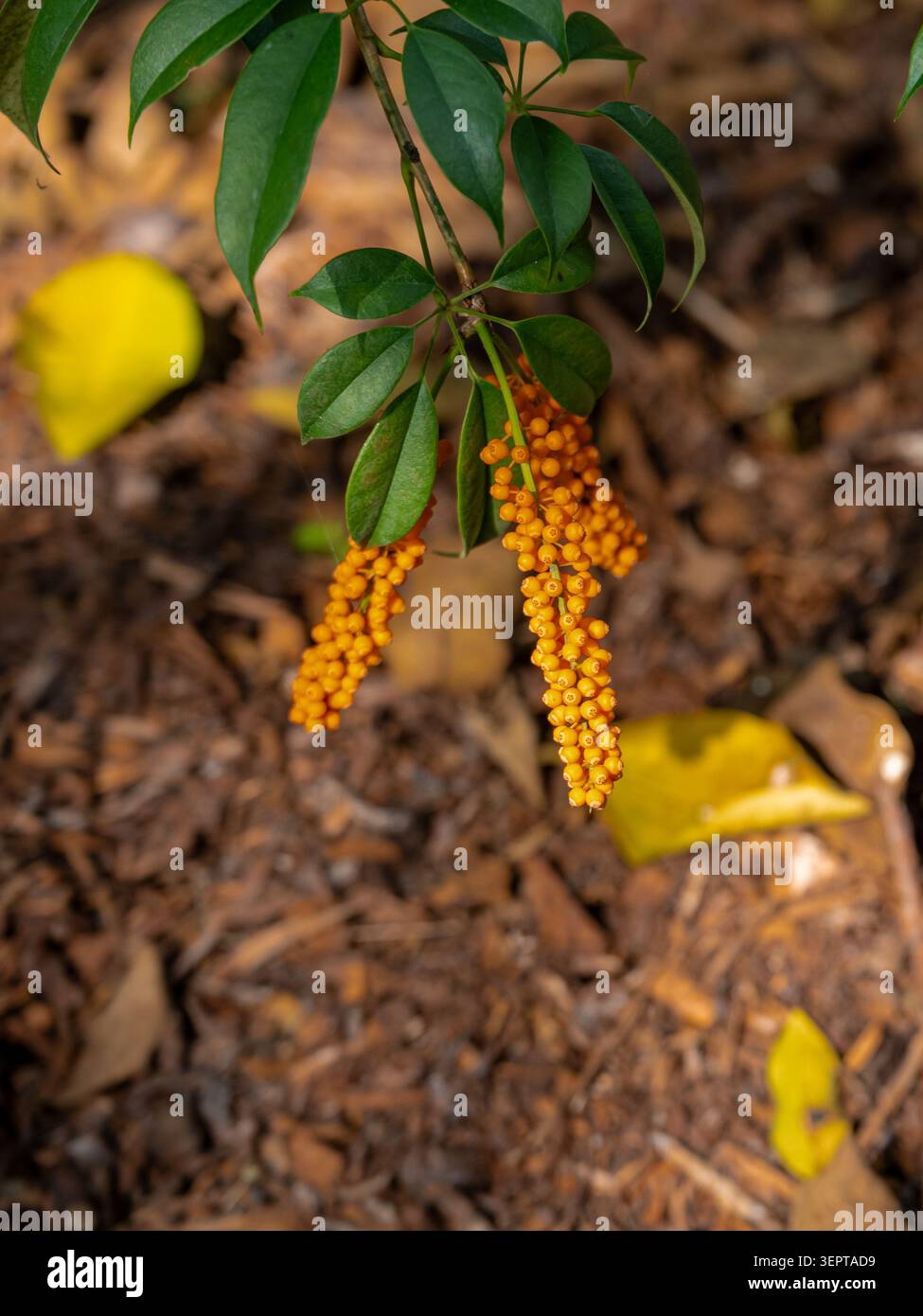 I vivaci grappoli di frutta arancia dell'esotico arbusto dorato Duranta erecta pendono dai verdi rami frondosi del giardino tropicale. Foto Stock