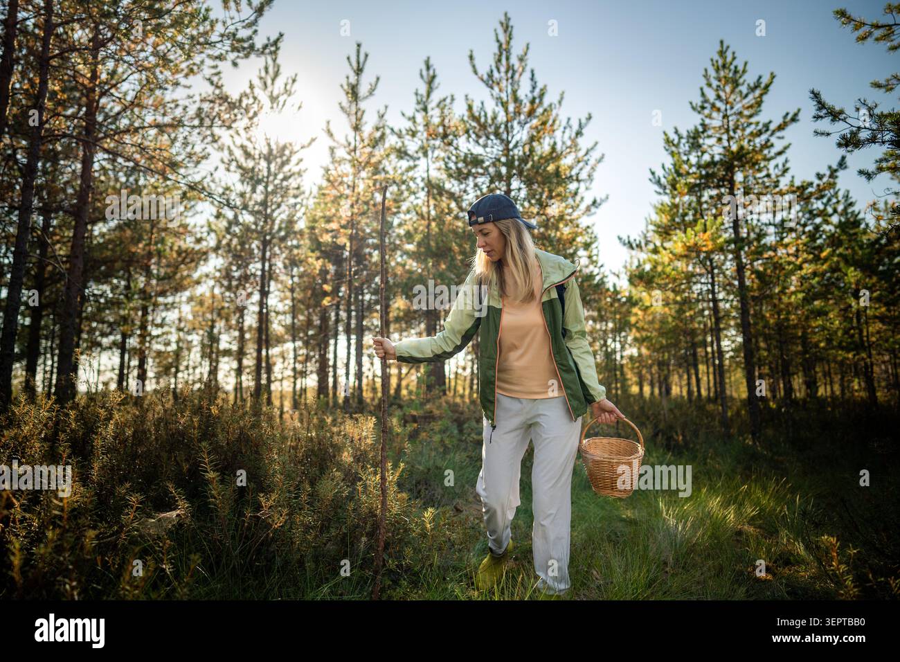 Donna cacciatrice di funghi con cesto e bastone cammina attraverso boschi selvaggi alla ricerca di cibo naturale Foto Stock