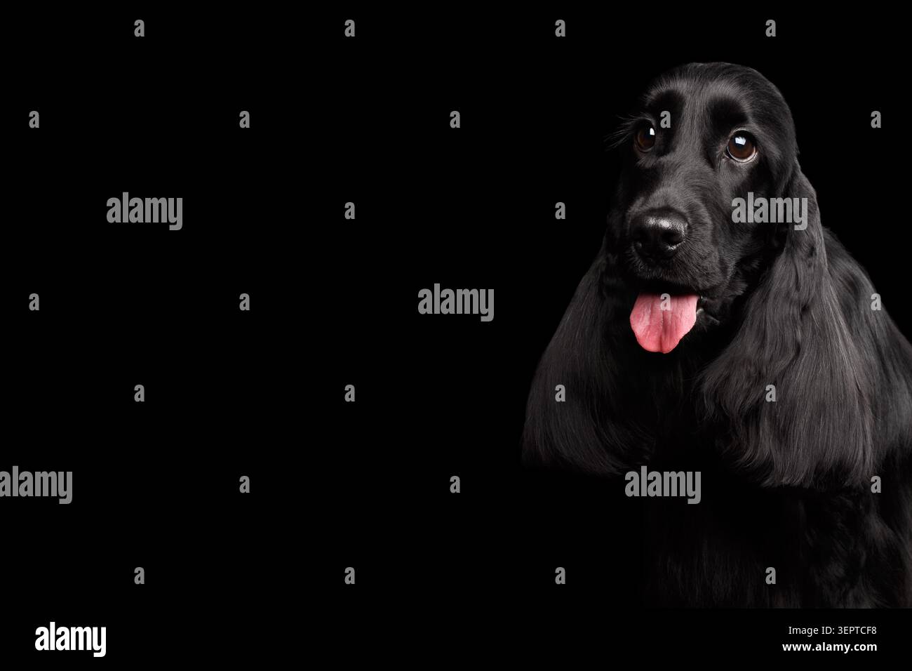 Ritratto ravvicinato del cane di razza inglese cocker spaniel, occhi enormi che guardano su sfondo nero isolato, vista frontale Foto Stock