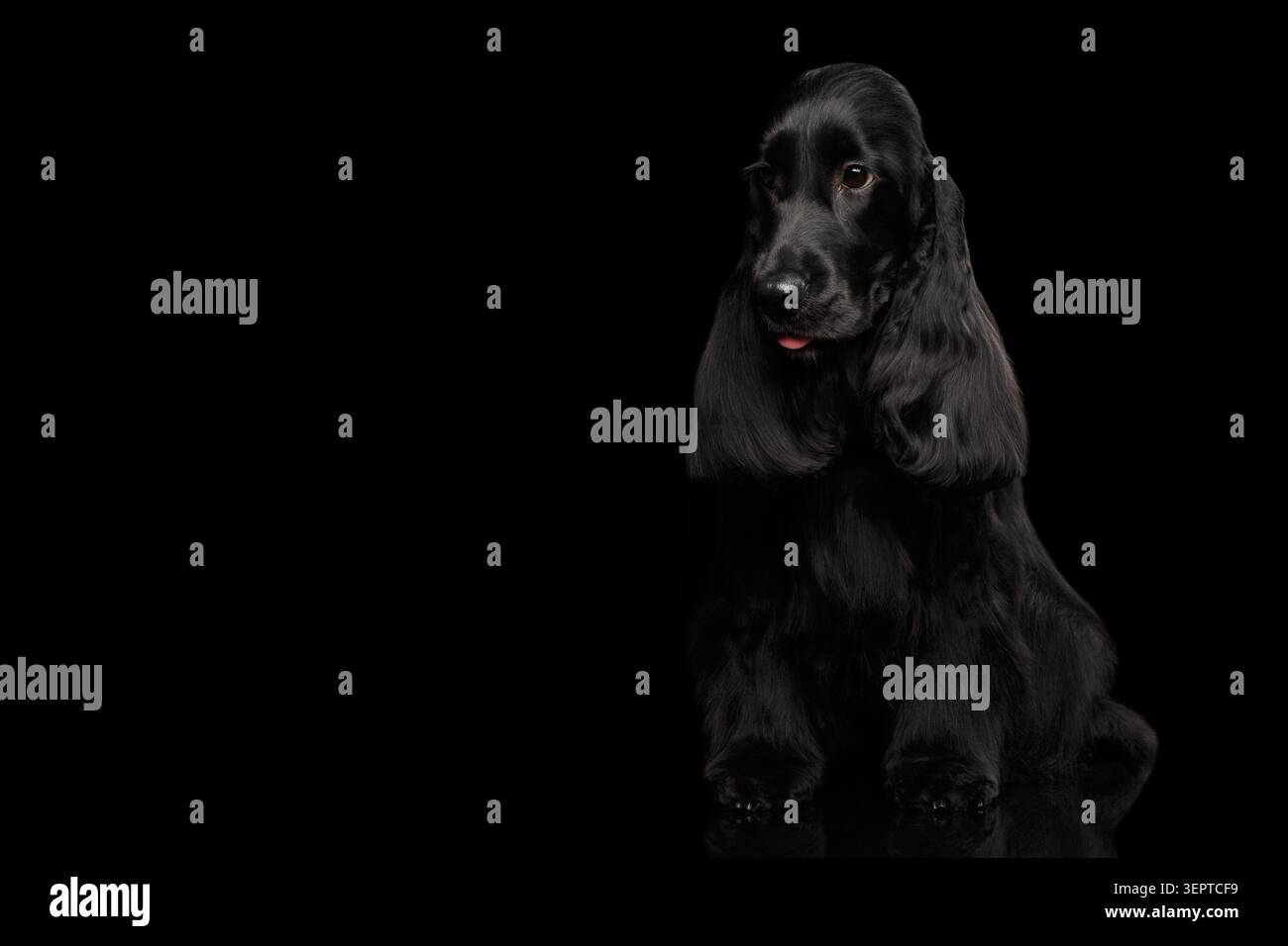 Ritratto del cane di razza inglese cocker spaniel, seduto su sfondo nero isolato con riflesso, vista frontale Foto Stock