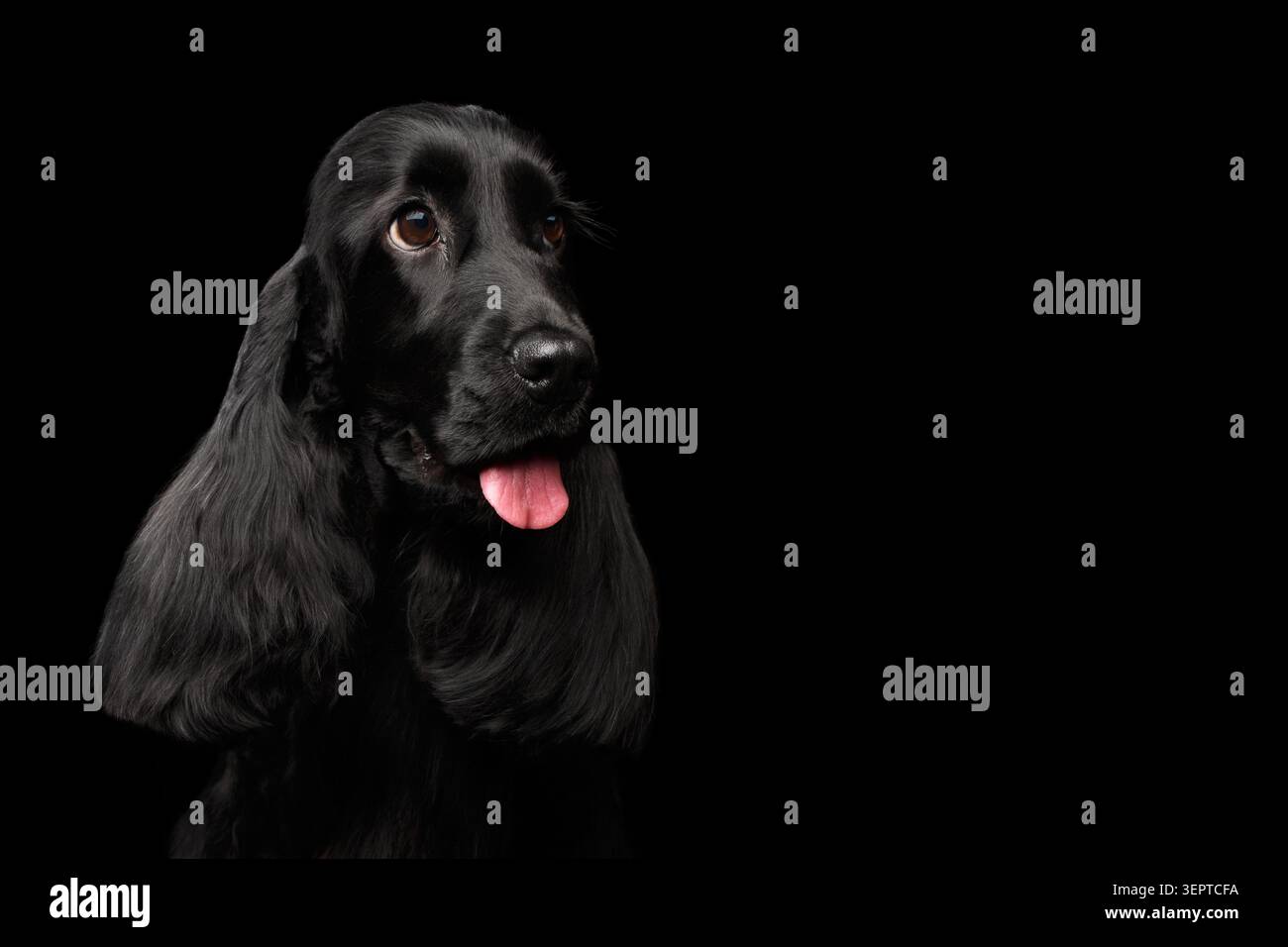 Ritratto ravvicinato del cane di razza inglese cocker spaniel, occhi enormi che guardano su sfondo nero isolato, vista frontale Foto Stock