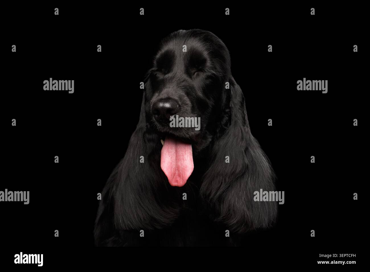 Ritratto ravvicinato del cane di razza inglese cocker spaniel, occhi chiusi sbadiglia su sfondo nero isolato, vista frontale Foto Stock