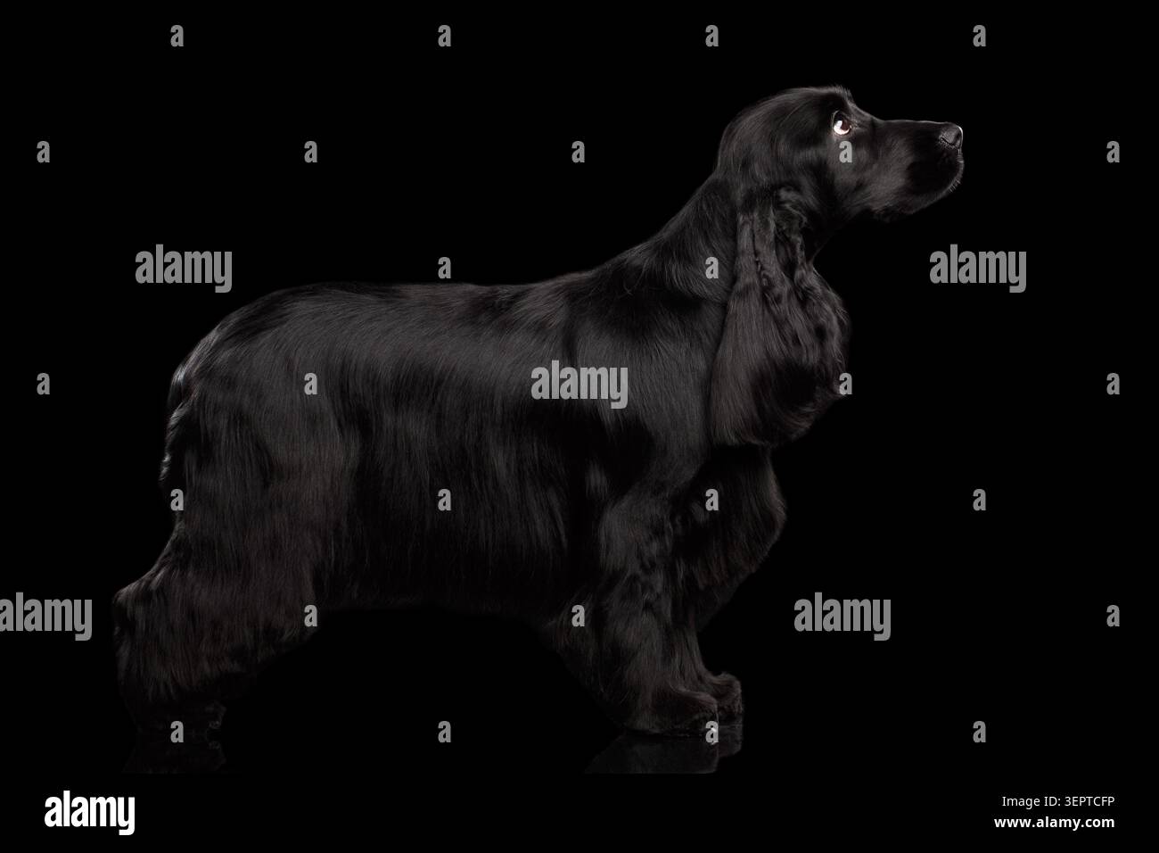 Razza inglese Coccinella spaniel Purired Dog, in piedi su sfondo nero isolato con riflessi, vista laterale, pelliccia lucida Foto Stock