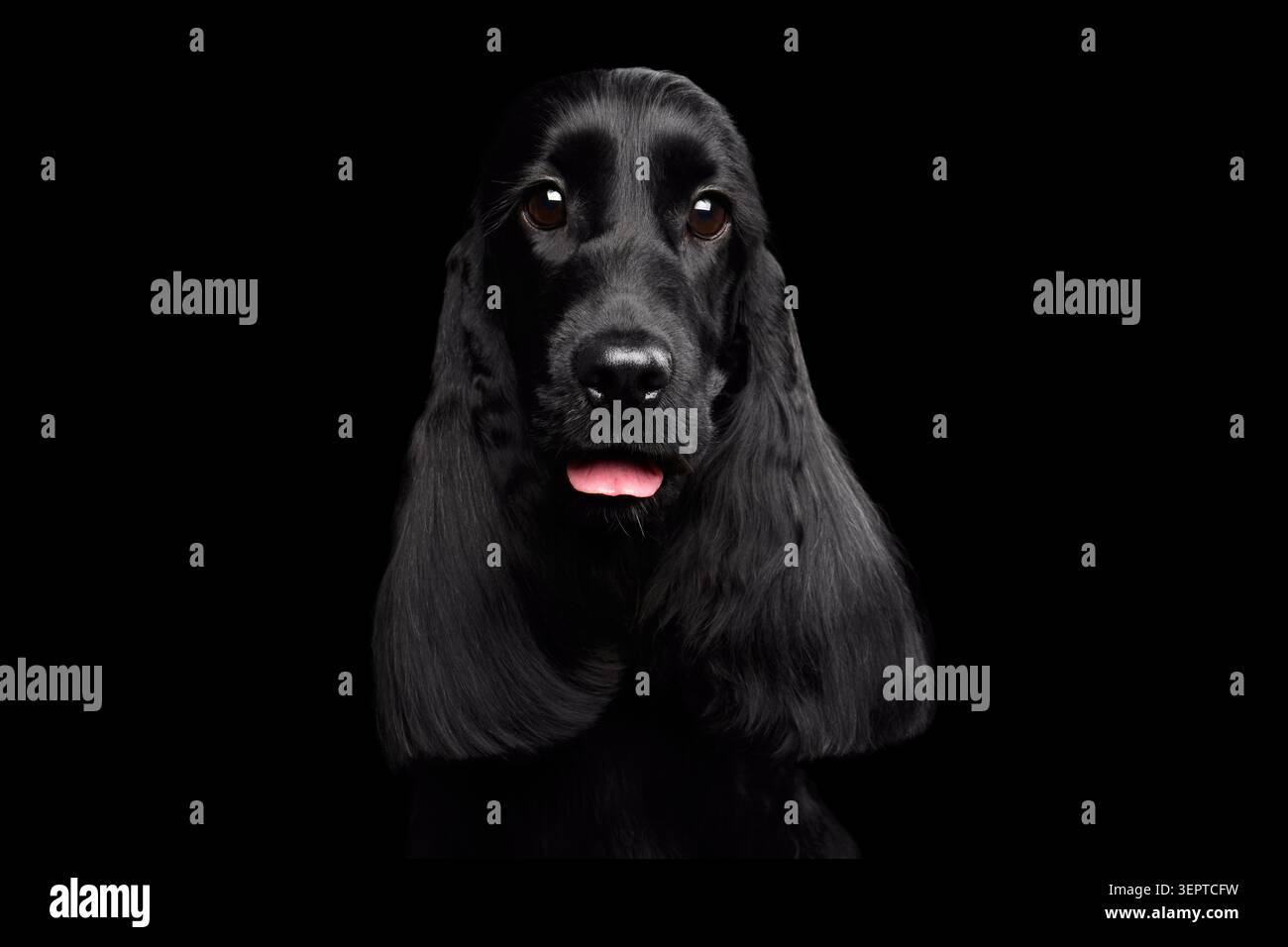 Ritratto ravvicinato del cane di razza inglese cocker spaniel, cappotto lucido, occhi enormi che guardano in telecamera su sfondo nero isolato, vista frontale Foto Stock