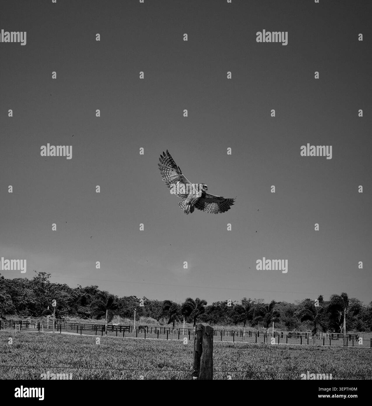 fotos tiradas de paisagem de animais plantas e urbano - Immagine stock catturata con smartphone