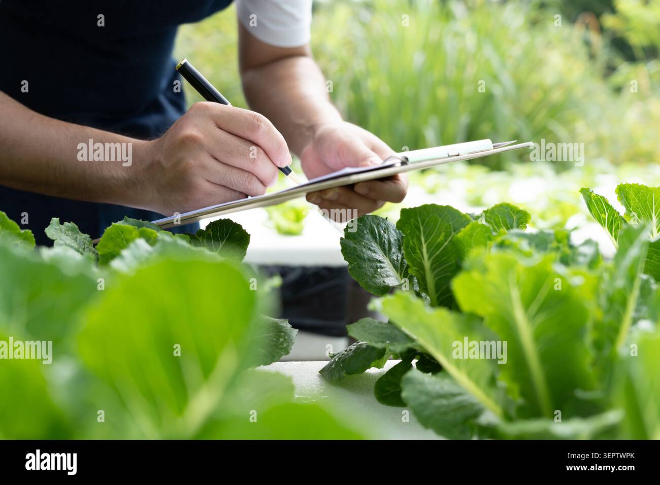 Agricoltura biologica, fattoria di verdure. Gli agricoltori ricontrollano la registrazione della qualità dei dati sulla lista di controllo. Crescere naturalmente, ecologico biologico, sano, tecnologia, non Foto Stock