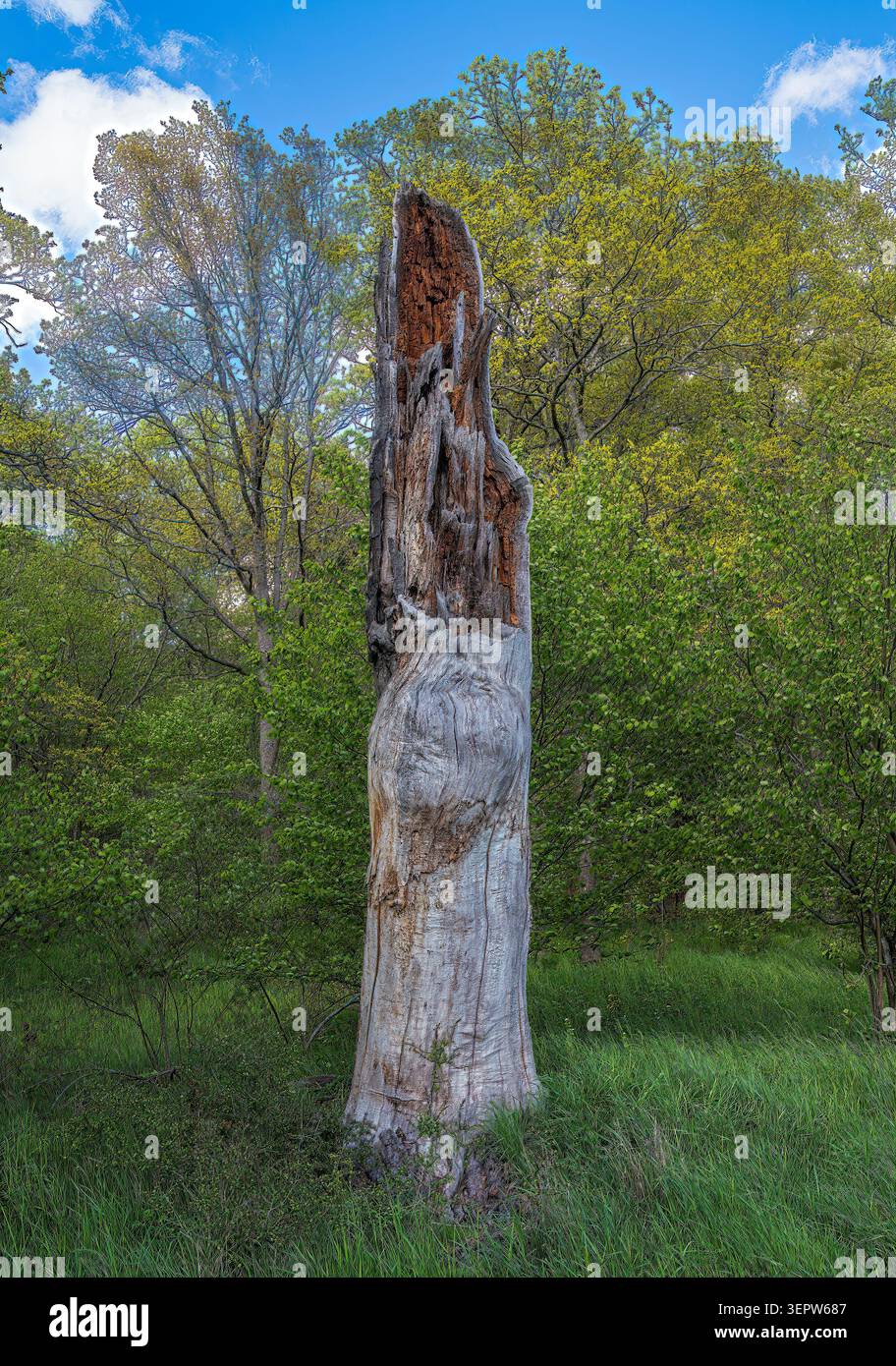 Alto ceppo d'albero intempestivo in una foresta verde che si schiude sotto il cielo blu, mostrando età, decadimento e consistenza naturale in una tranquilla scena boschiva primaverile. Foto Stock
