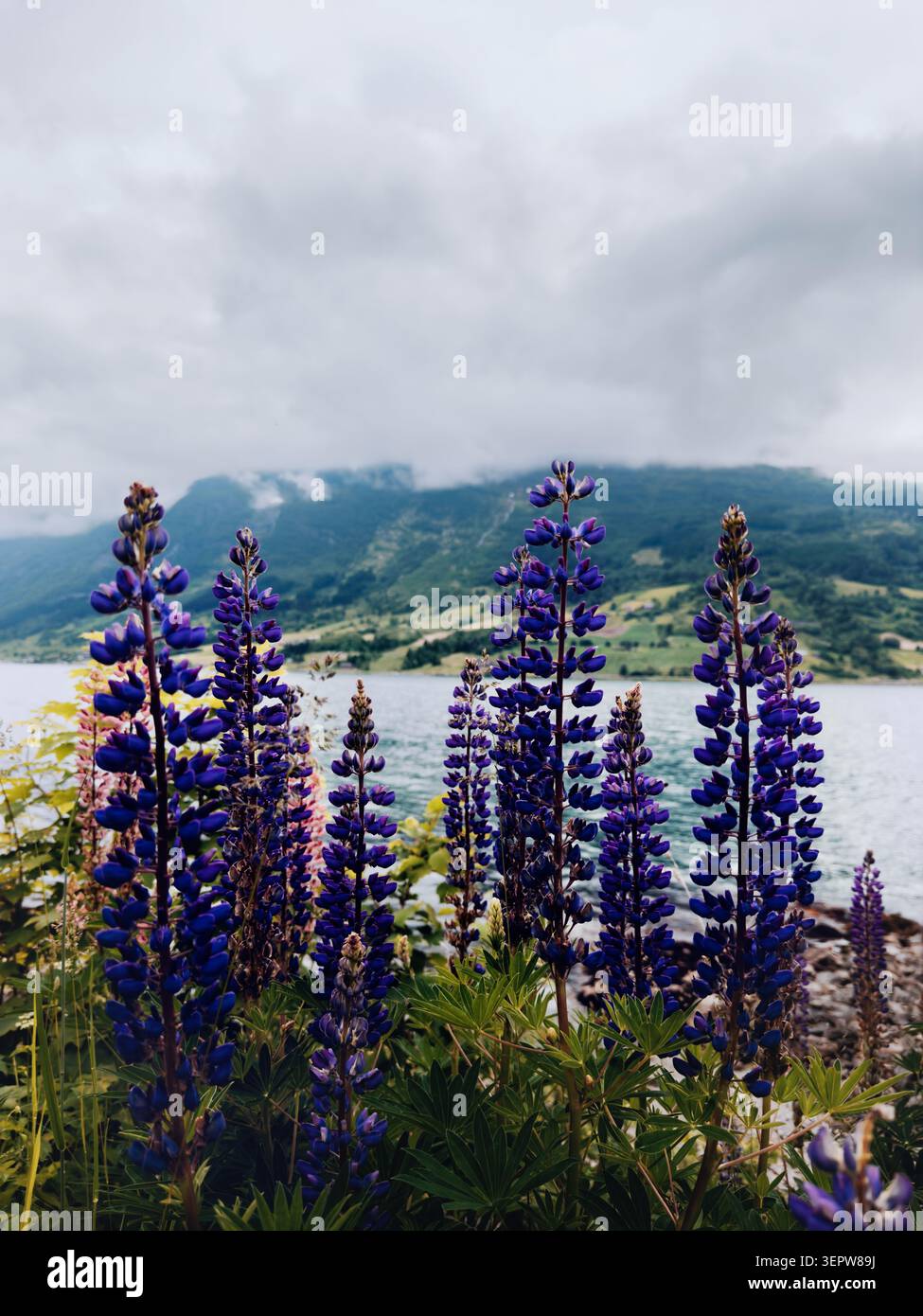 Fiori di lupino viola che fioriscono sulla riva del fiordo in Norvegia, paesaggio estivo panoramico con montagne nebbiose destinazione di viaggio nella natura a Stryn Foto Stock