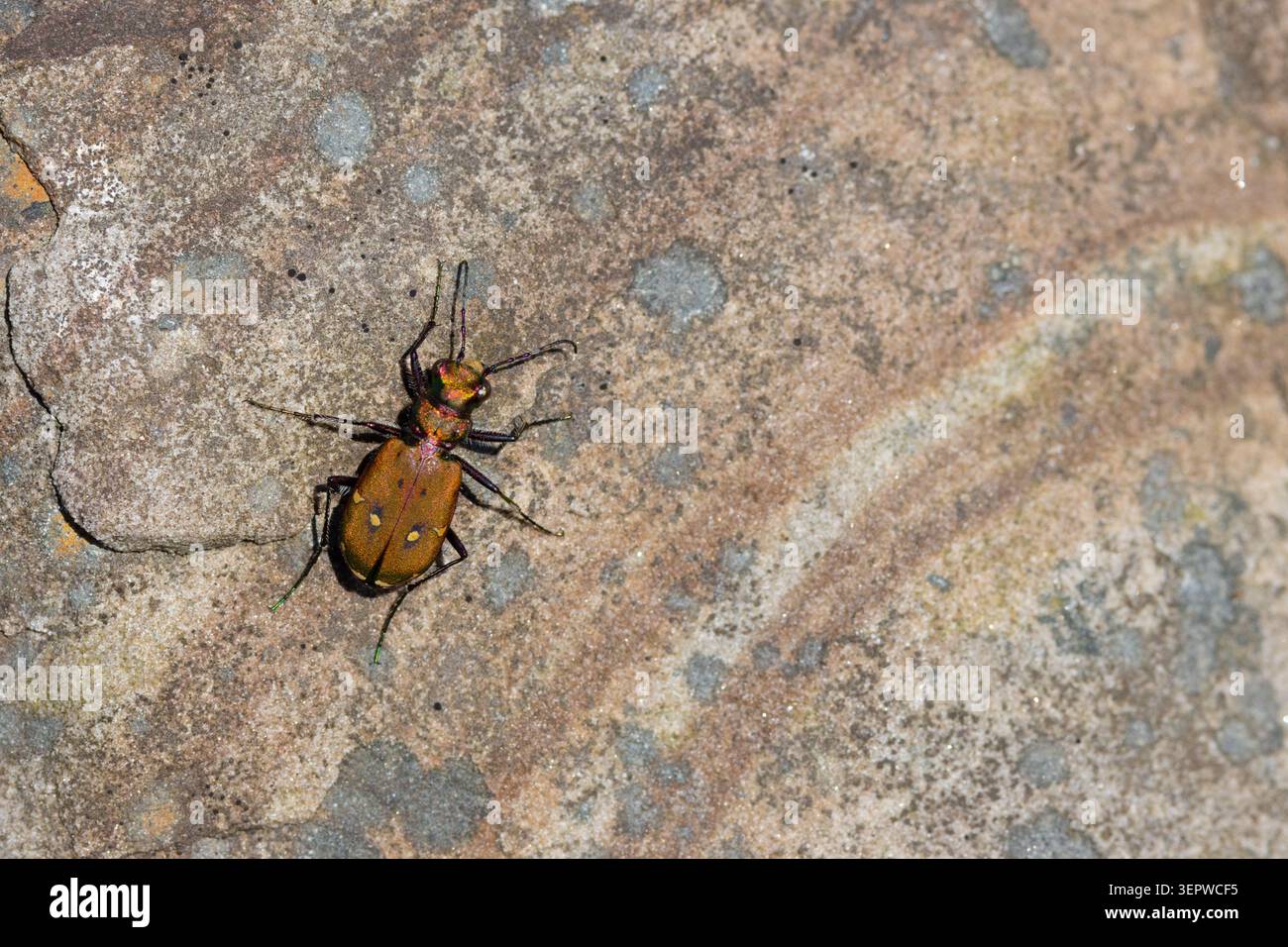 Tiger Beetle camminando su una colorata pietra di sabbia. Foto Stock