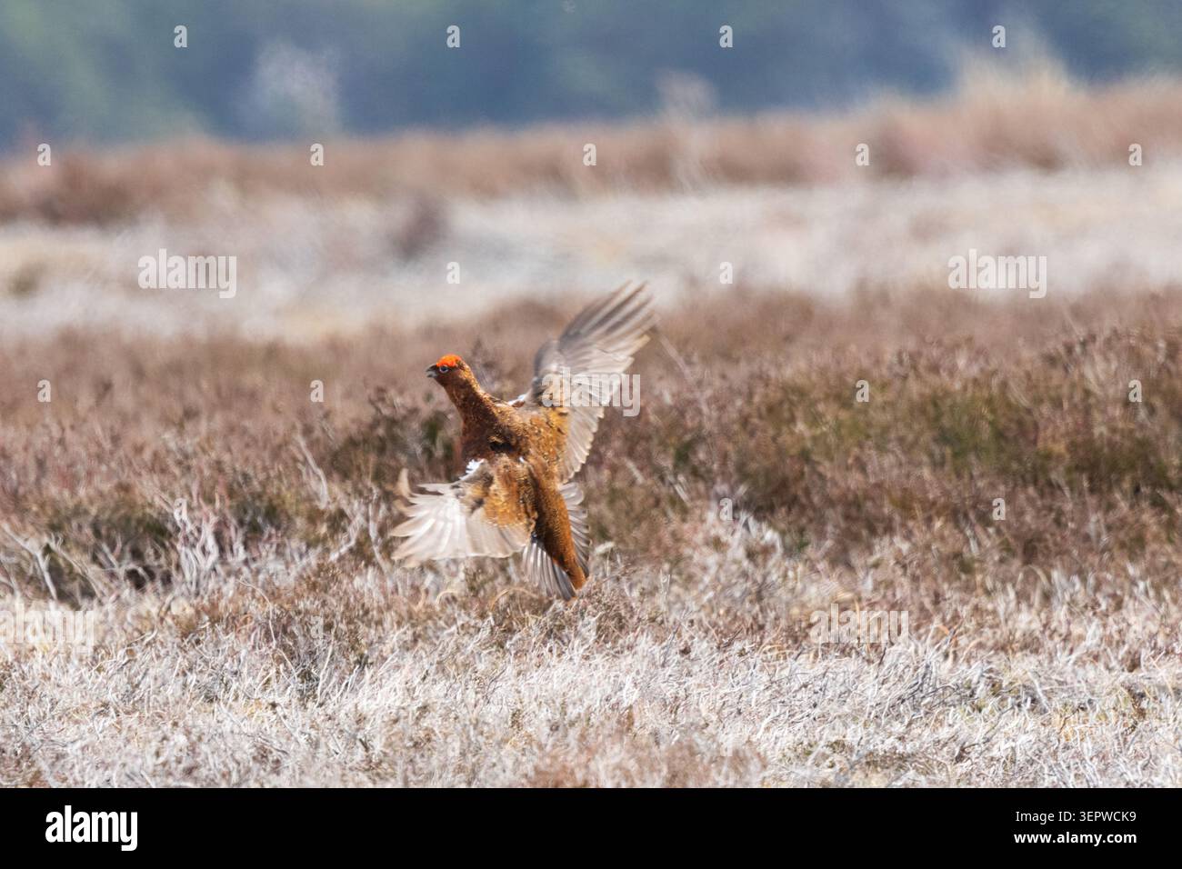Red Grouse sorvola una brughiera di heather nelle valli dello yorkshire, inghilterra britannica. Foto Stock