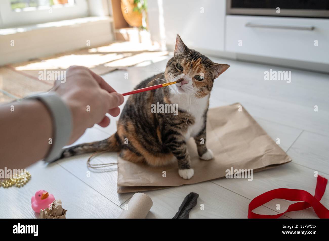 Adorabile proprietario di un animale domestico che tiene in mano un pennello e gioca con un curioso gatto domestico, giocattoli economici fatti a mano. Foto Stock