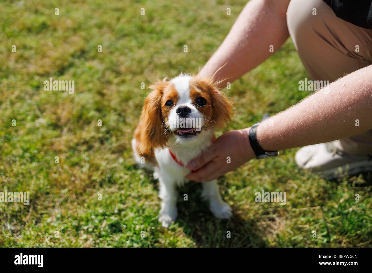 I cuccioli Cavalier King Charles Spaniel giocano con i proprietari nella Summer Park Collection di 21 immagini Foto Stock