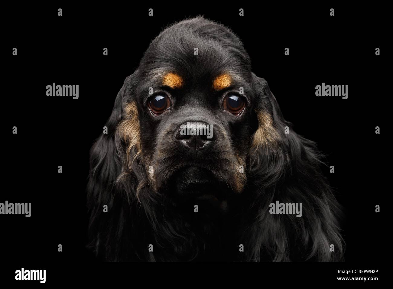 Close-up verticale di inglese cocker spaniel cane con pelliccia orecchie cercando nella telecamera isolata su sfondo nero, vista frontale Foto Stock